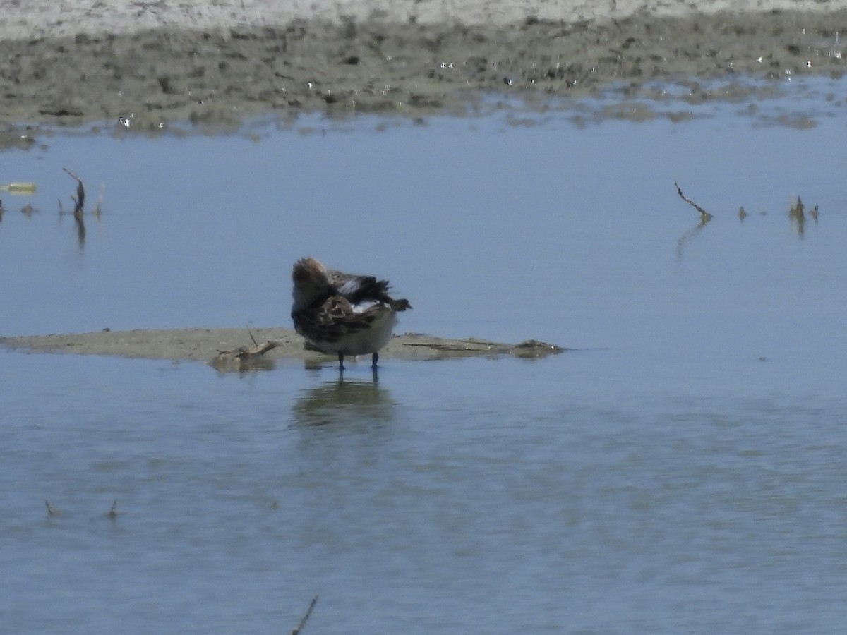 White-rumped Sandpiper - ML453099231