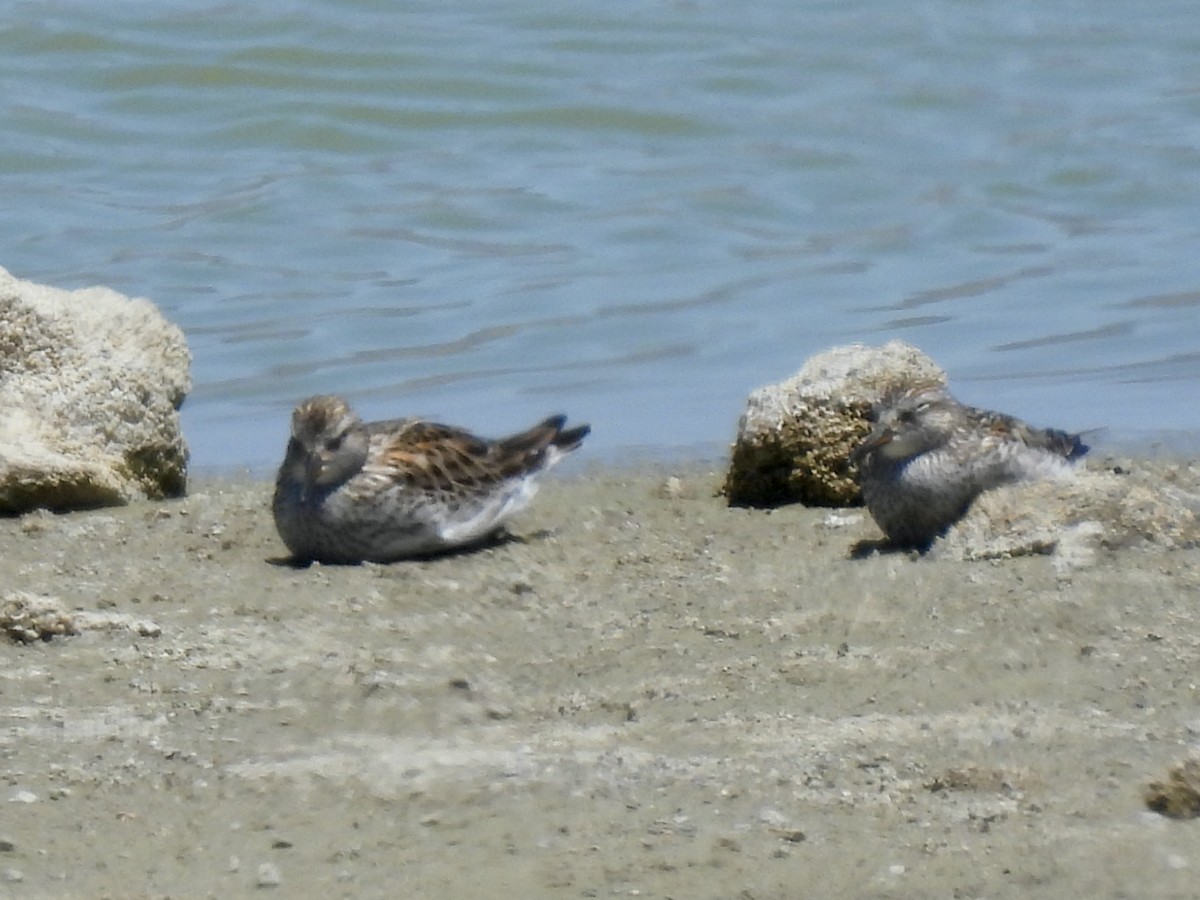 White-rumped Sandpiper - ML453099241