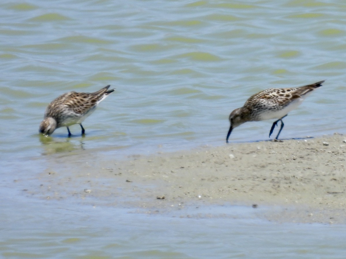 White-rumped Sandpiper - ML453099251