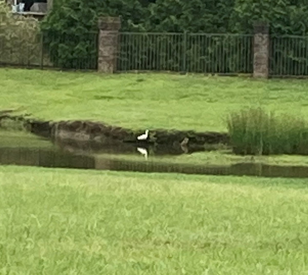 Snowy Egret - A J