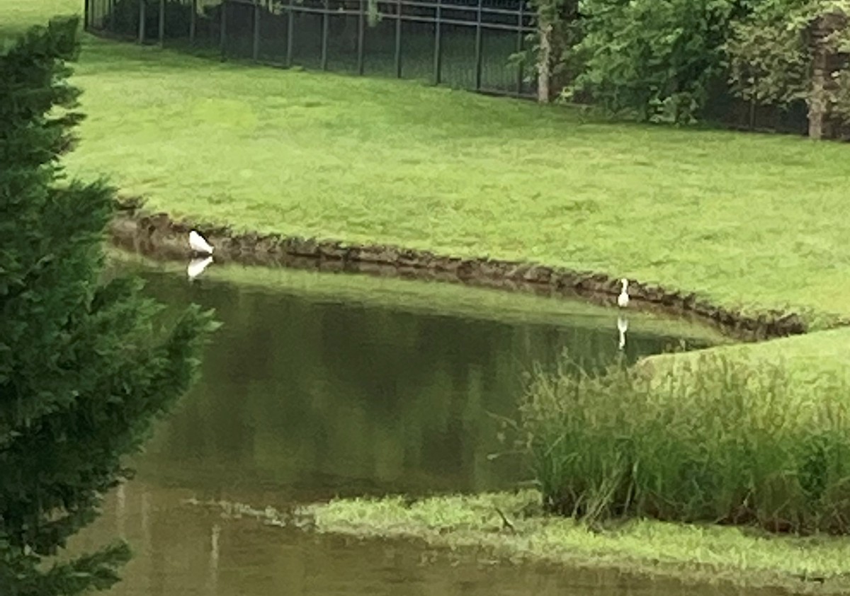 Snowy Egret - A J