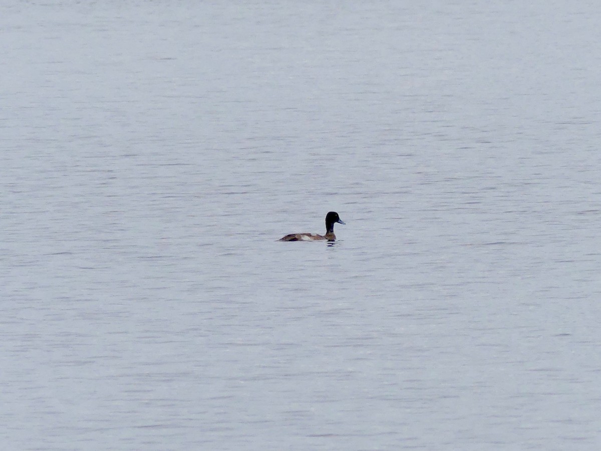 Greater Scaup - ML45309991