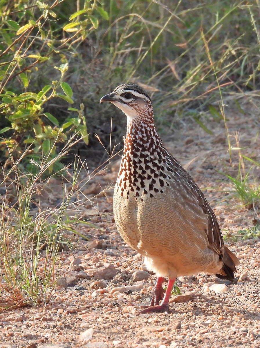 Crested Francolin - ML453100671