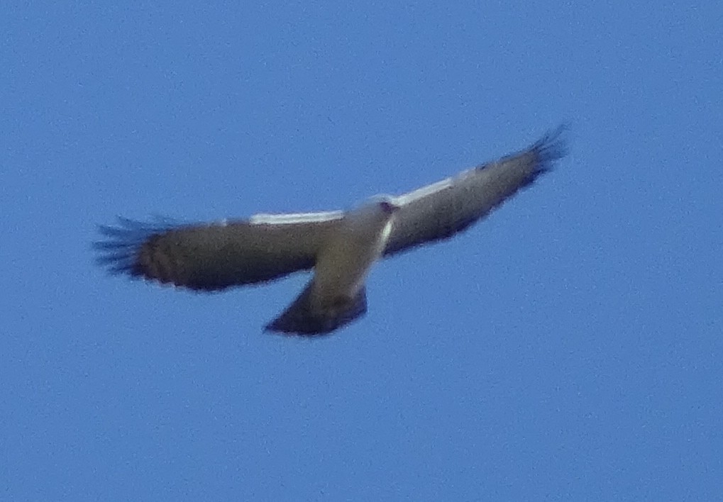 Black-and-white Hawk-Eagle - ML453101381