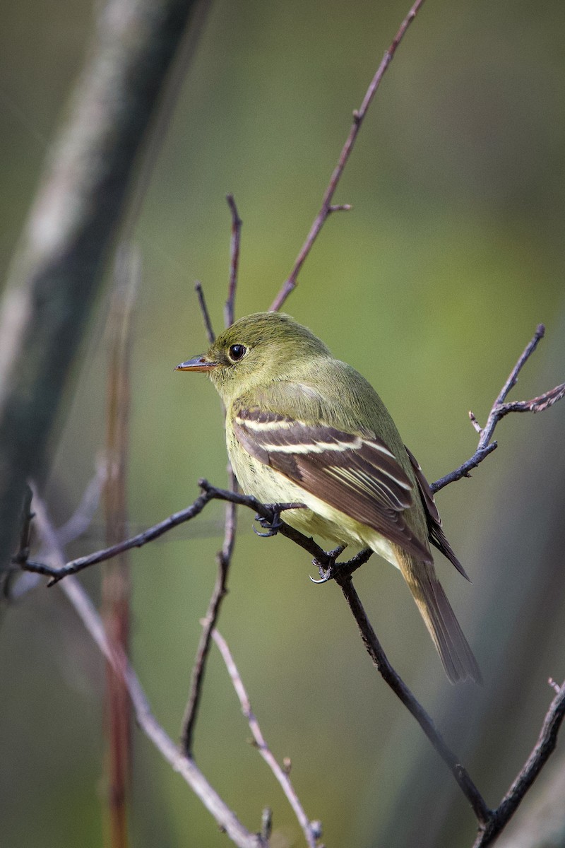 Yellow-bellied Flycatcher - Kirstyn Eckhardt