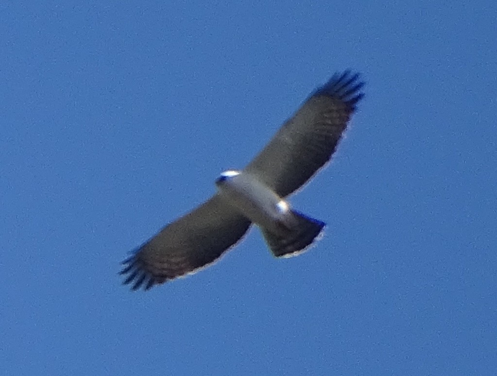 Águila Blanquinegra - ML453101421