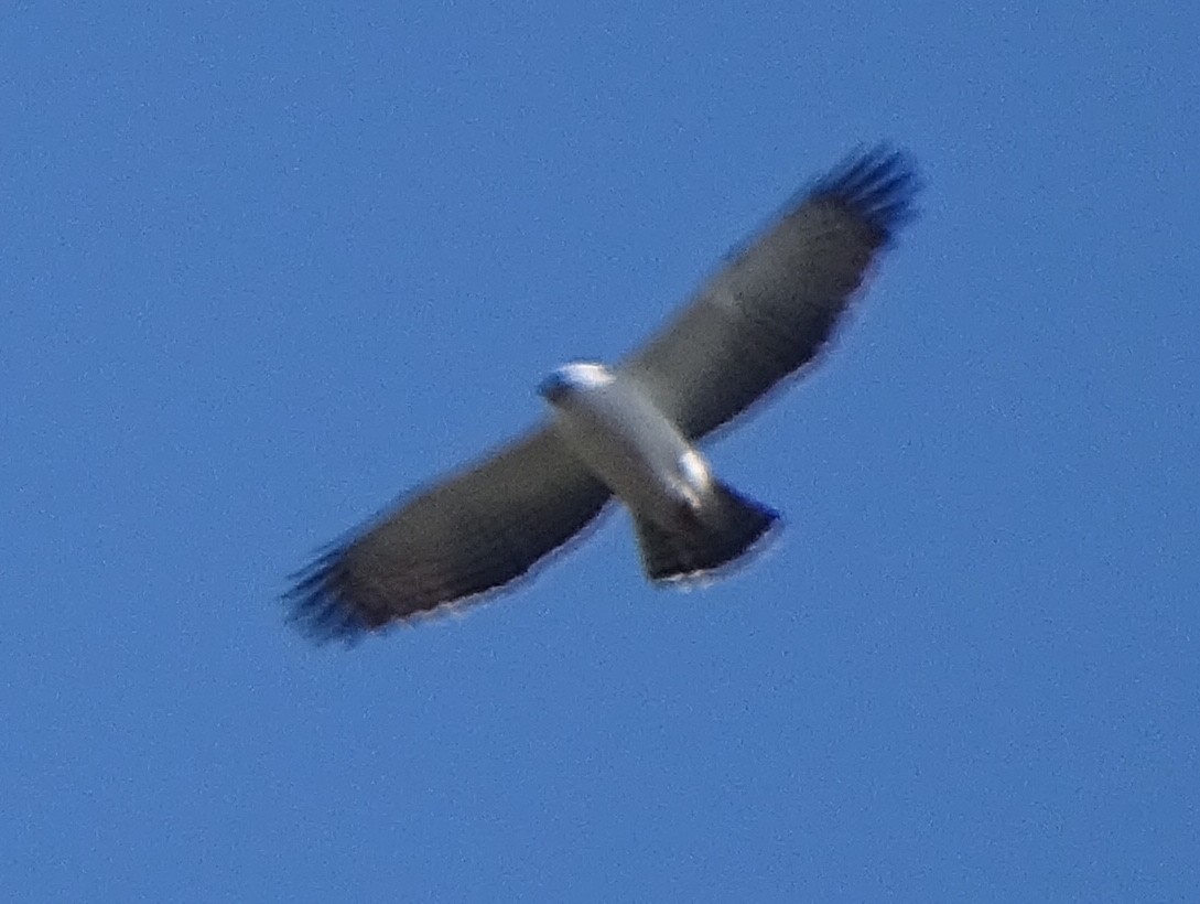 Águila Blanquinegra - ML453101441