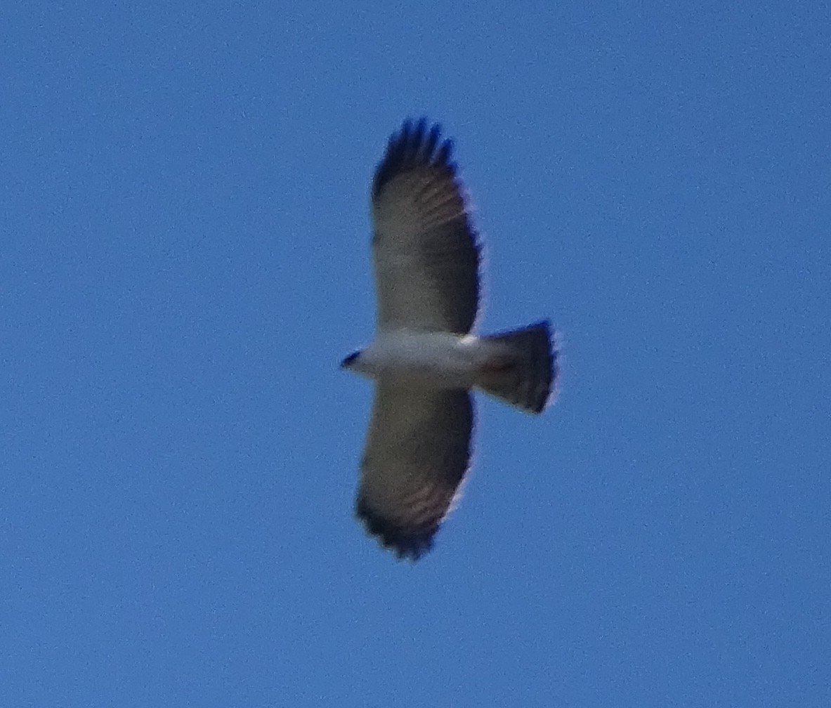 Águila Blanquinegra - ML453101451