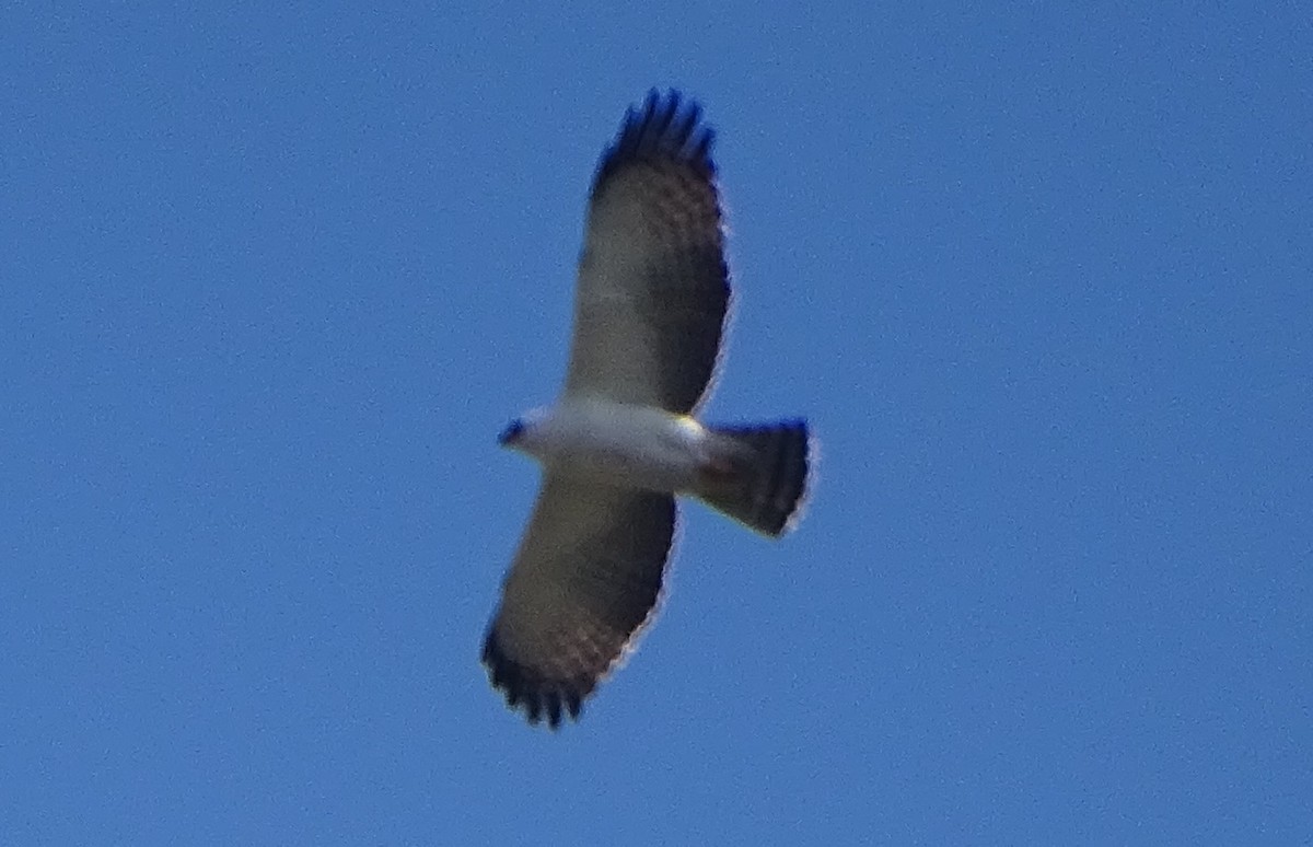 Black-and-white Hawk-Eagle - ML453101481