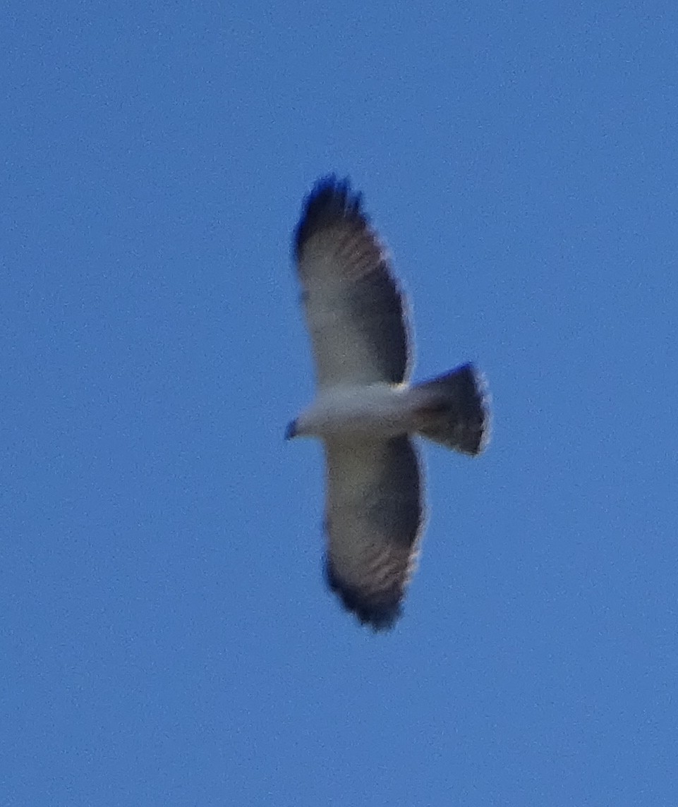 Black-and-white Hawk-Eagle - ML453101501