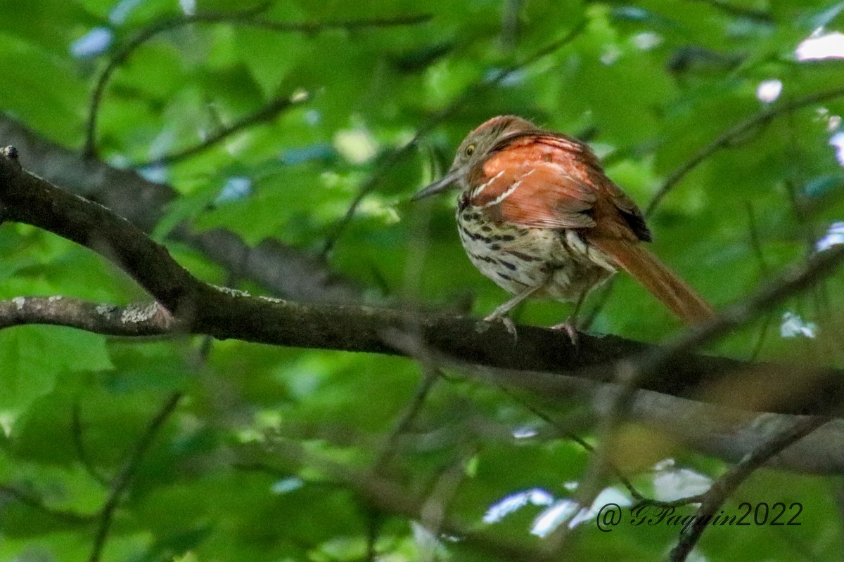 Brown Thrasher - ML453102401