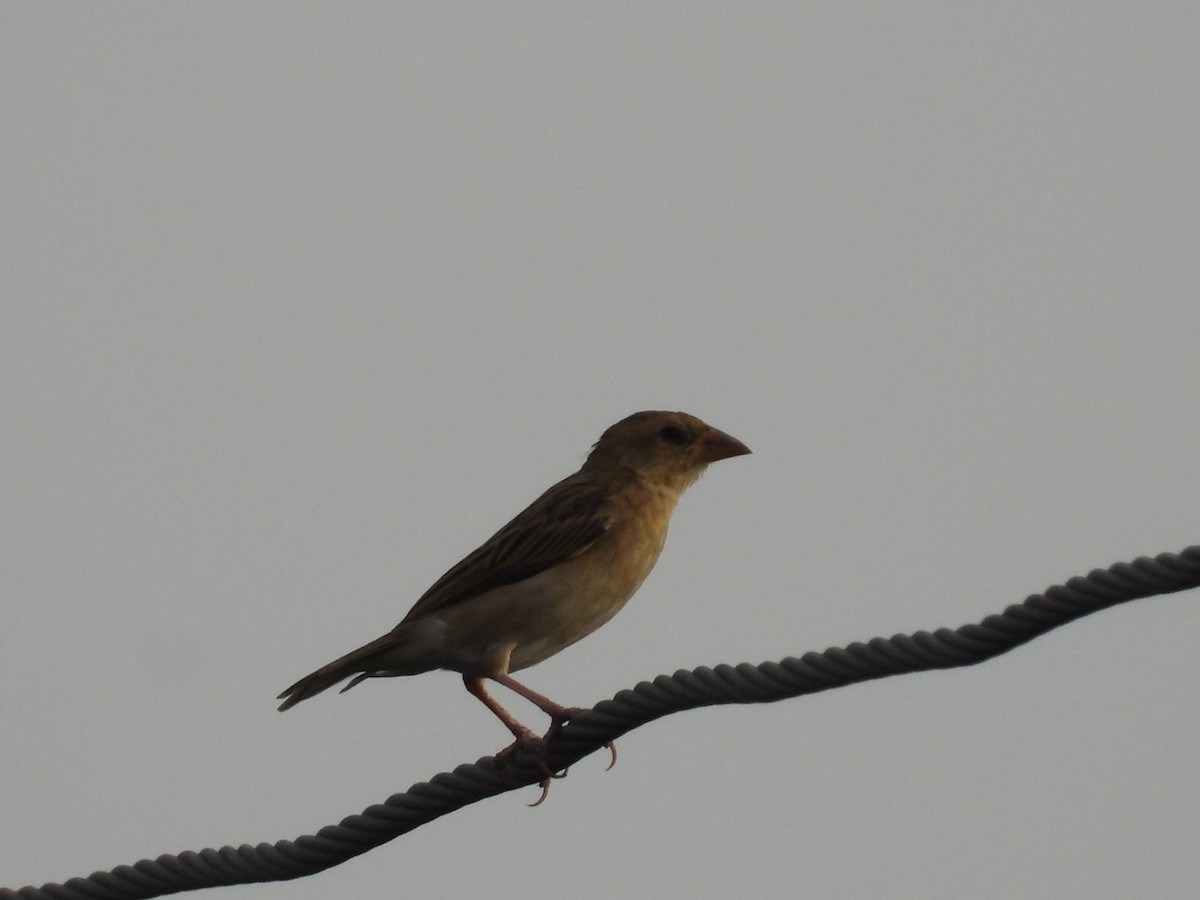 Baya Weaver - ML453102531