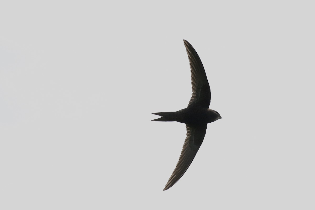 Common Swift - Will Scott