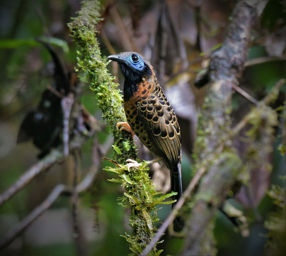 Ocellated Antbird - ML453103971