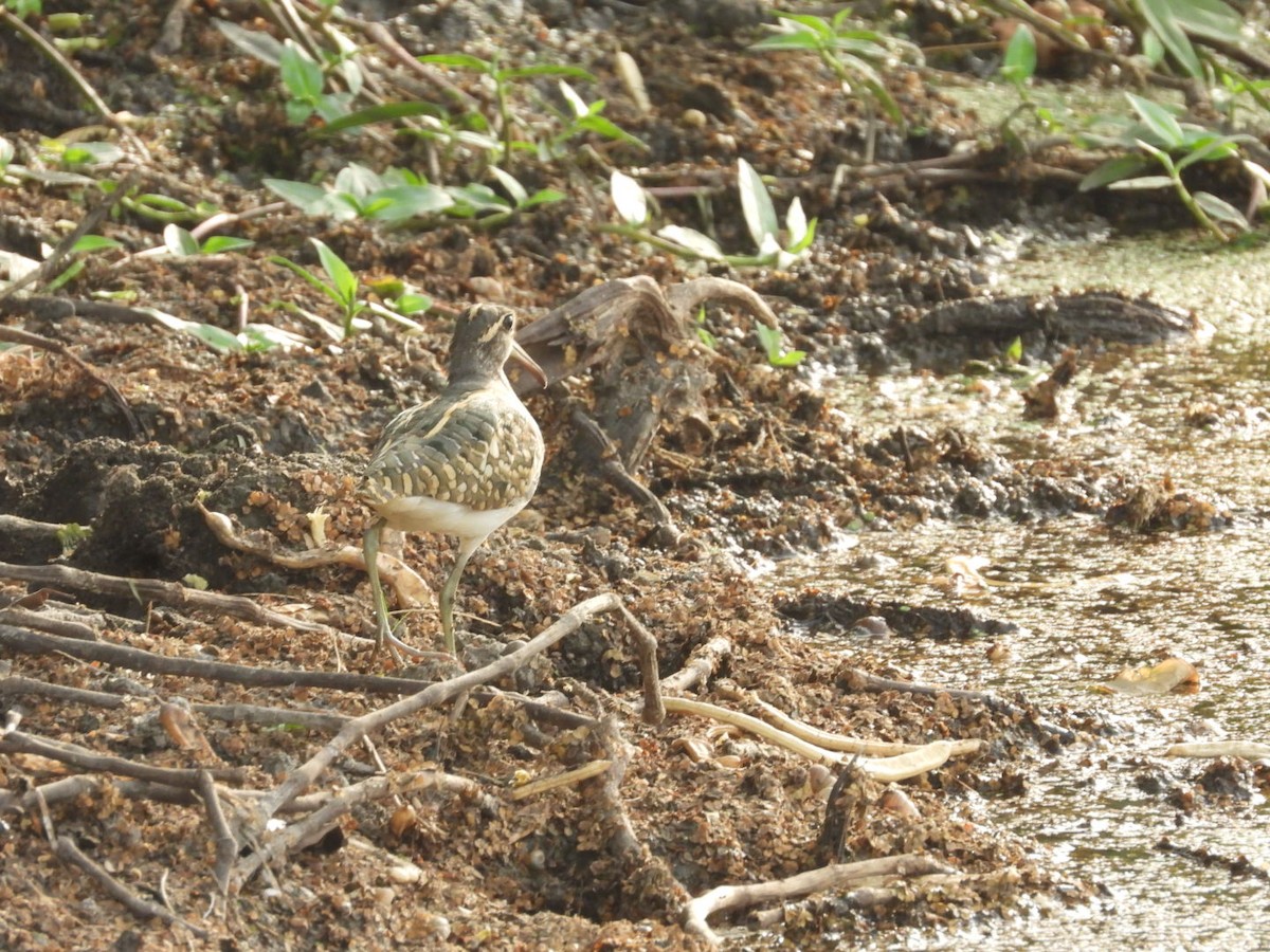 Greater Painted-Snipe - Lakshmikant Neve