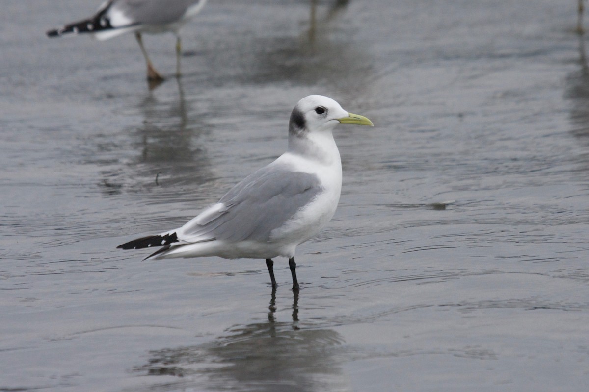 Black-legged Kittiwake - Matt Brady