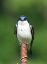 Tree Swallow - ML453104941