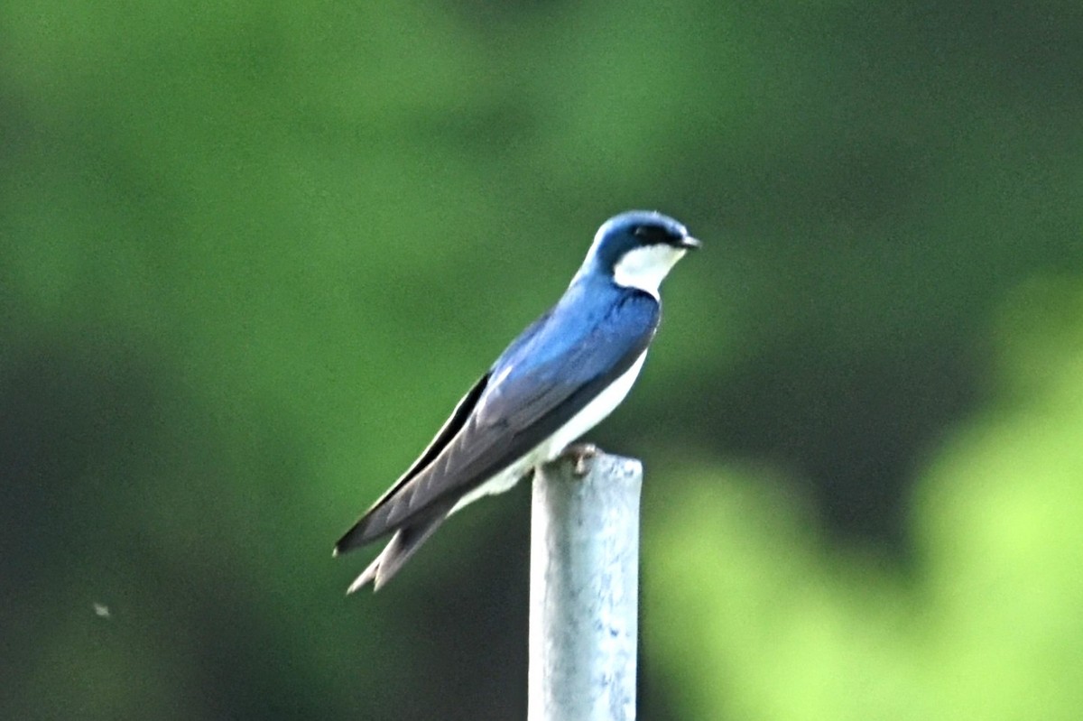 Tree Swallow - ML453104951