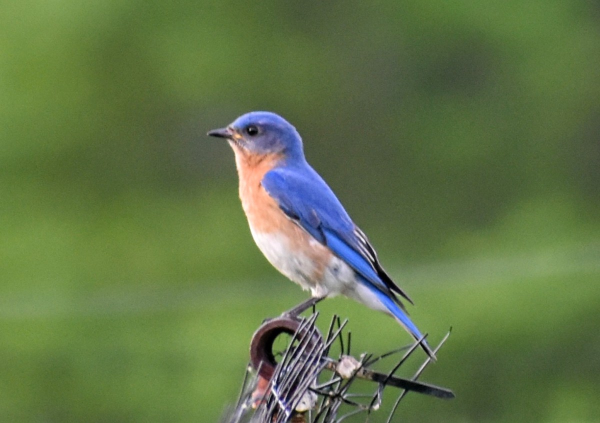 Eastern Bluebird - ML453105001