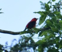 Scarlet Tanager - ML453105181