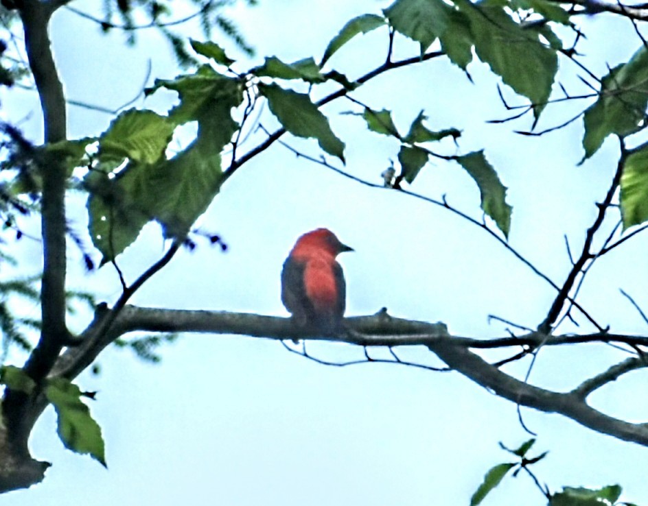 Scarlet Tanager - ML453105191