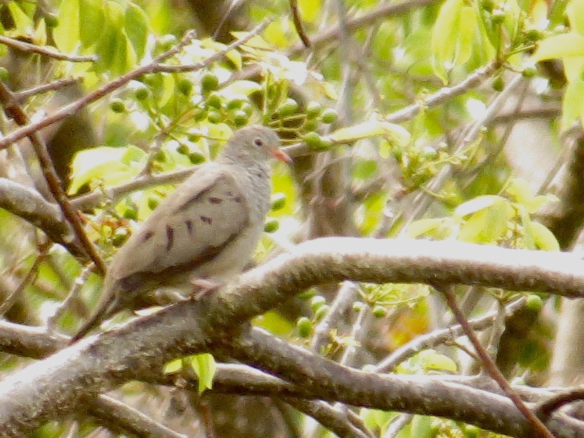 Common Ground Dove - Bob Greenleaf