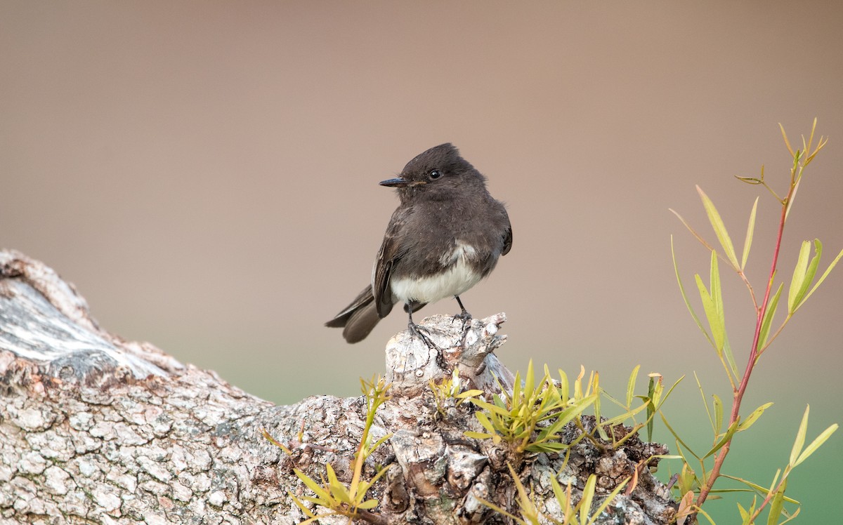 Black Phoebe - Braxton Landsman