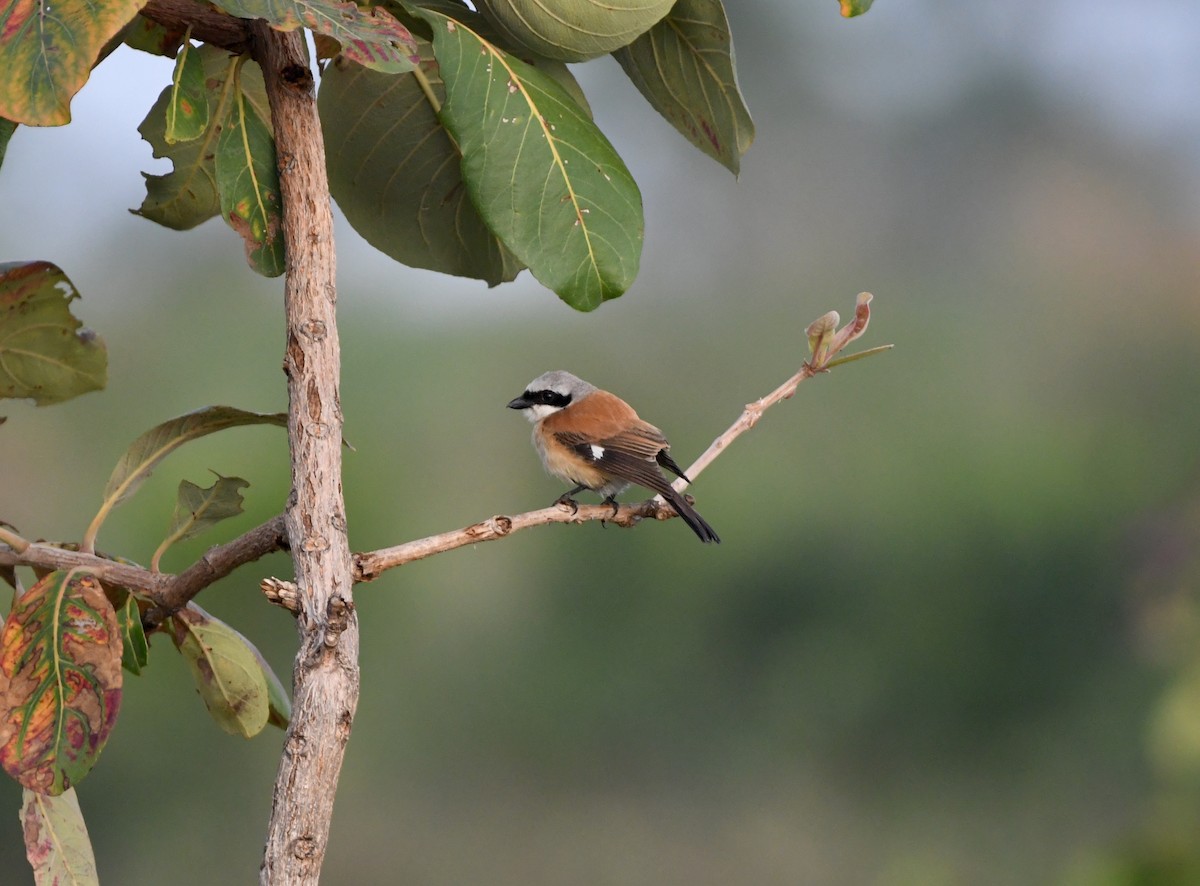 Emin's Shrike - ML453107401