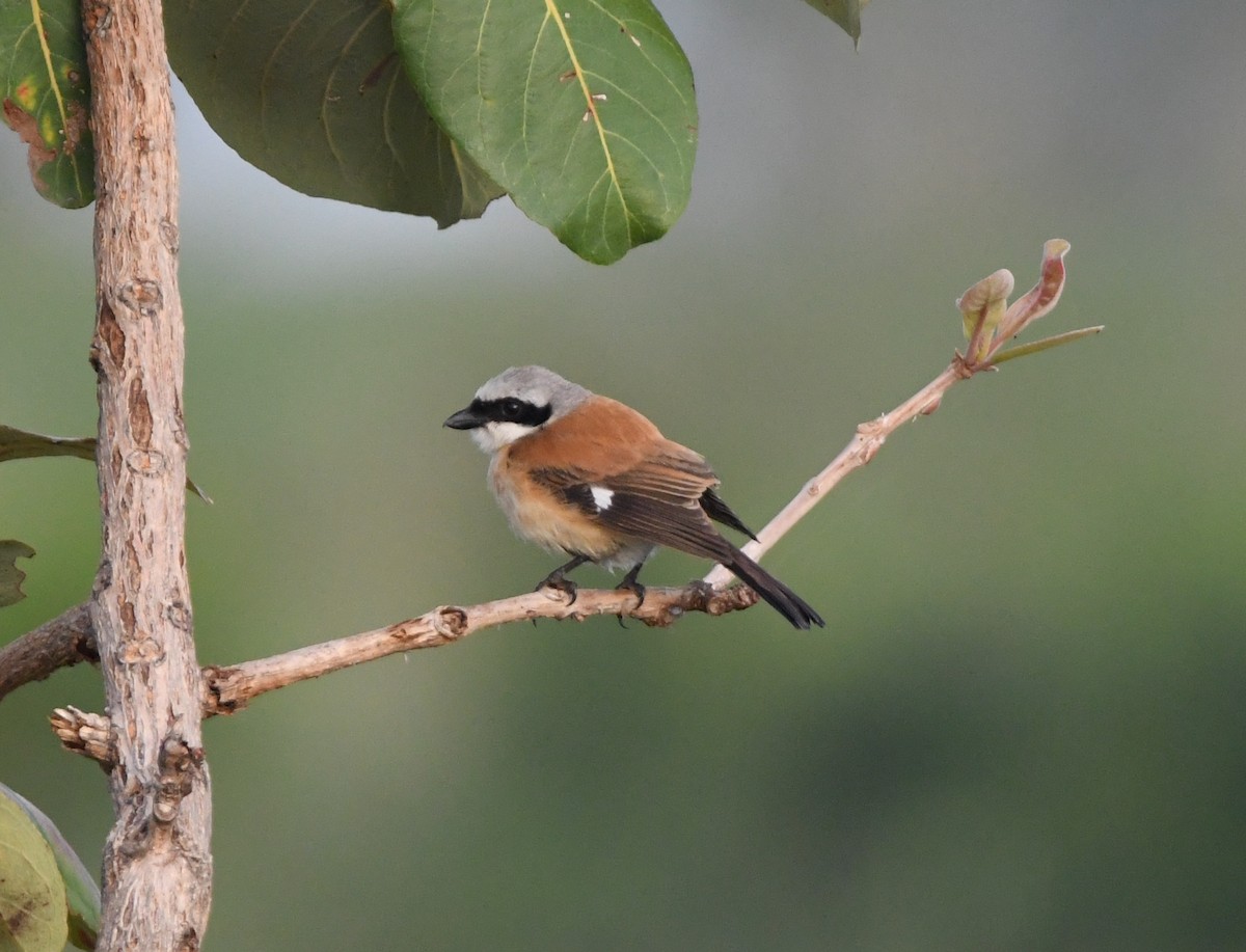 Emin's Shrike - ML453107631