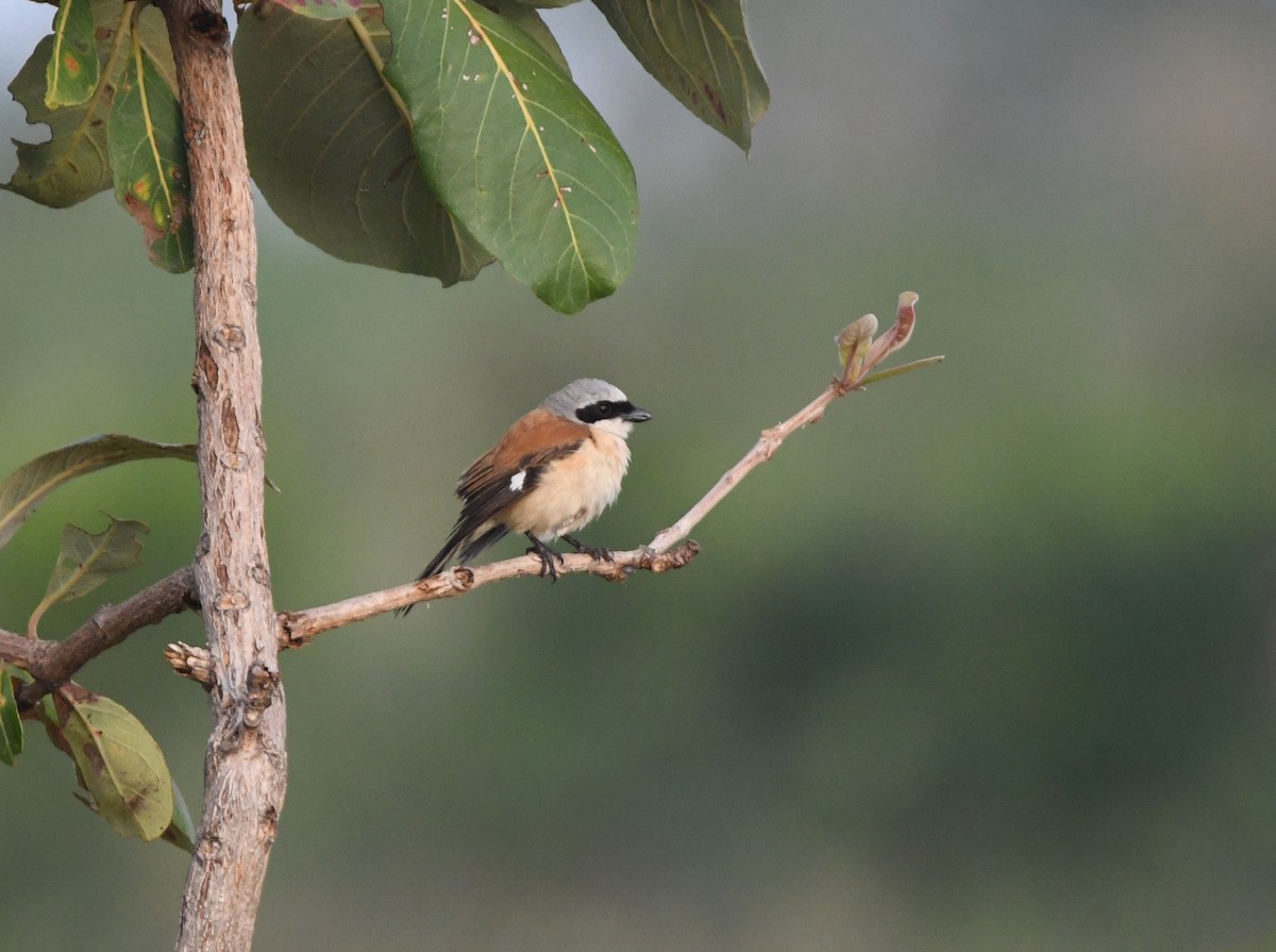 Emin's Shrike - ML453108141