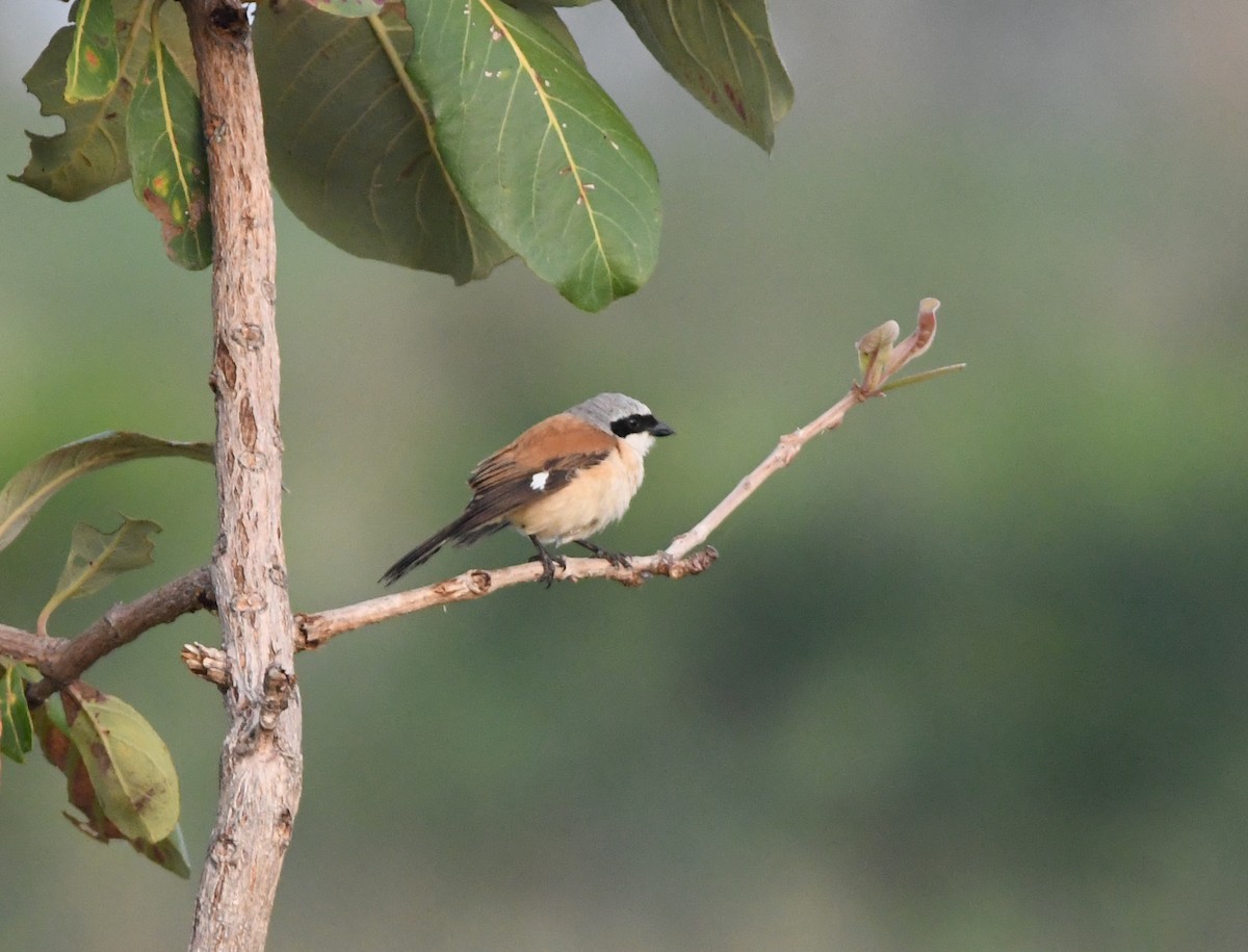 Emin's Shrike - ML453108441