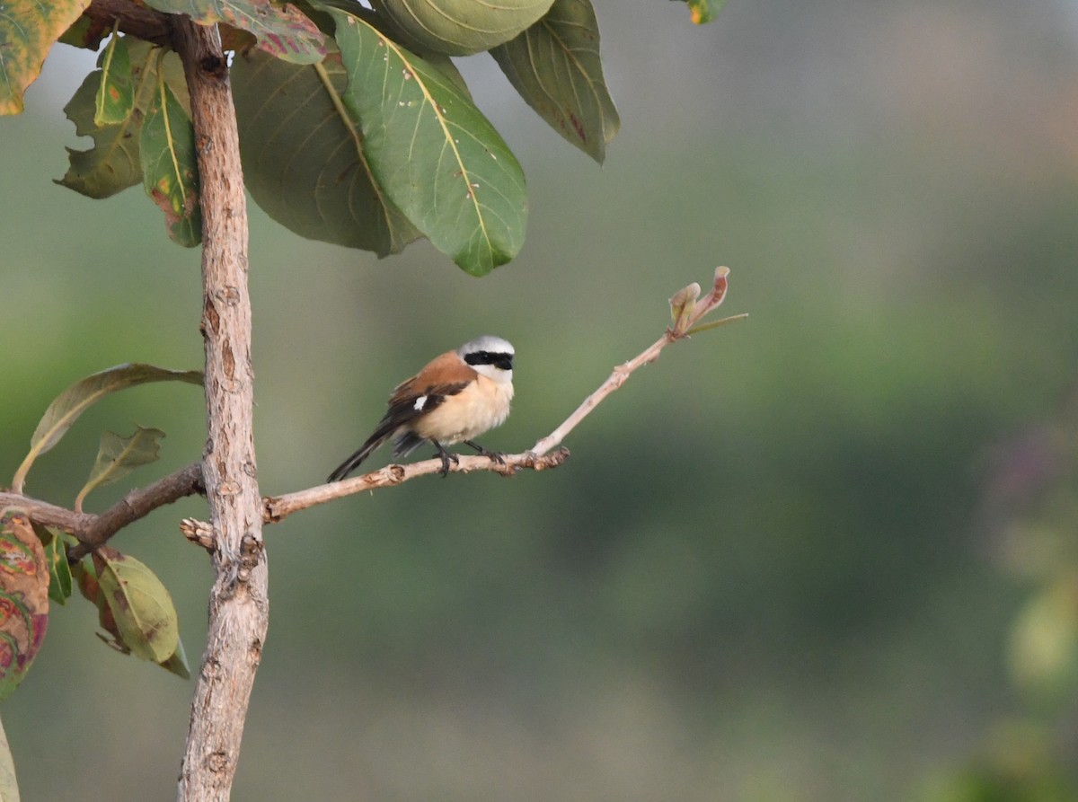 Emin's Shrike - ML453108501