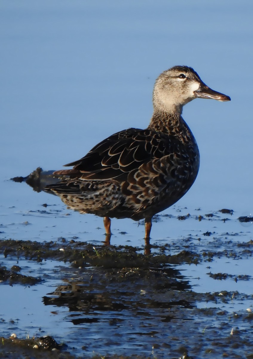 Blue-winged Teal - ML453108511