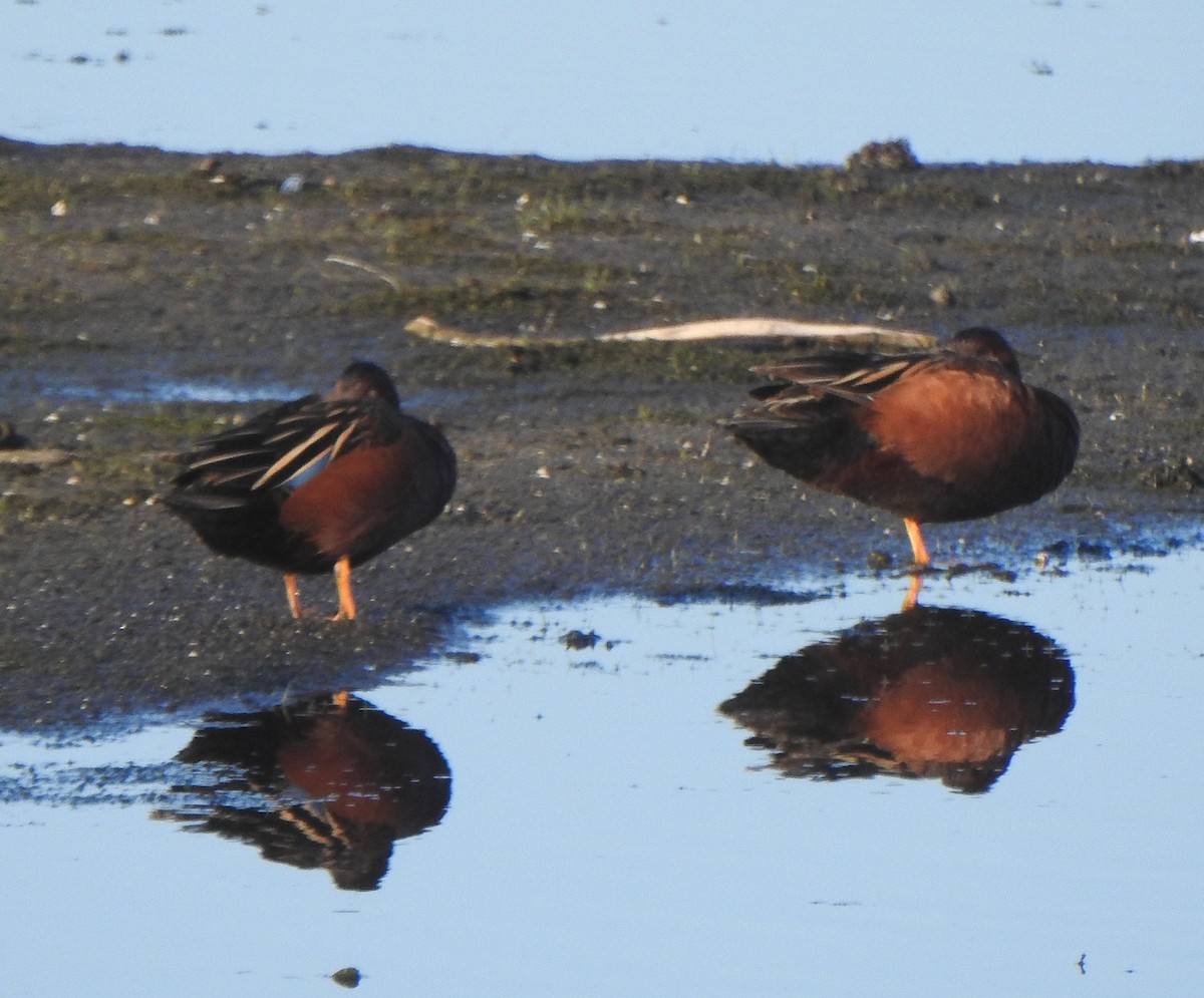 Cinnamon Teal - ML453108561