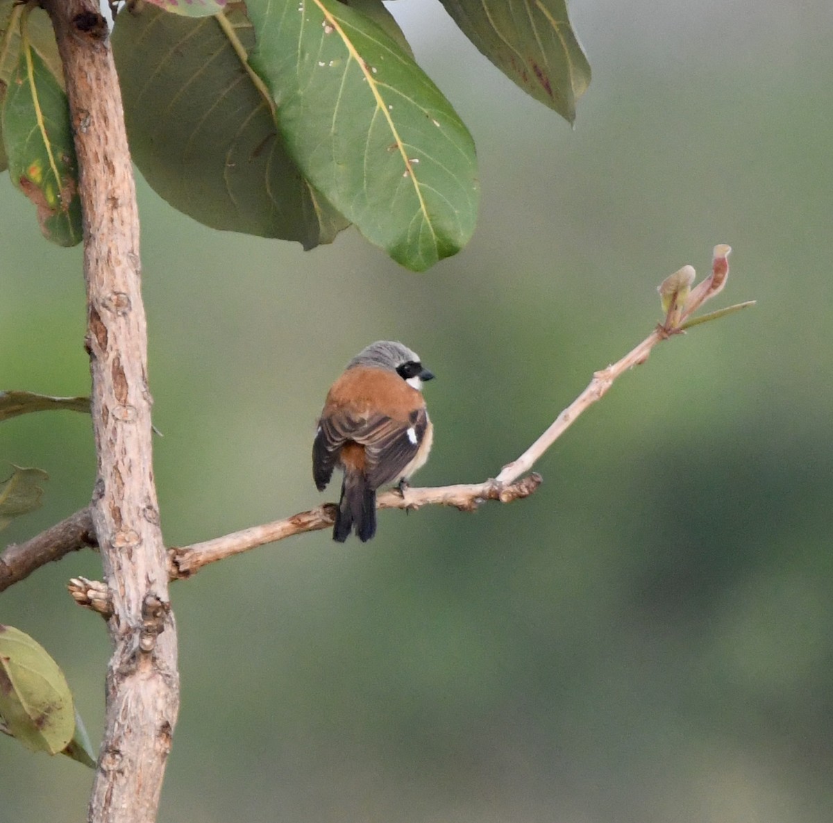 Emin's Shrike - Gabriel Jamie