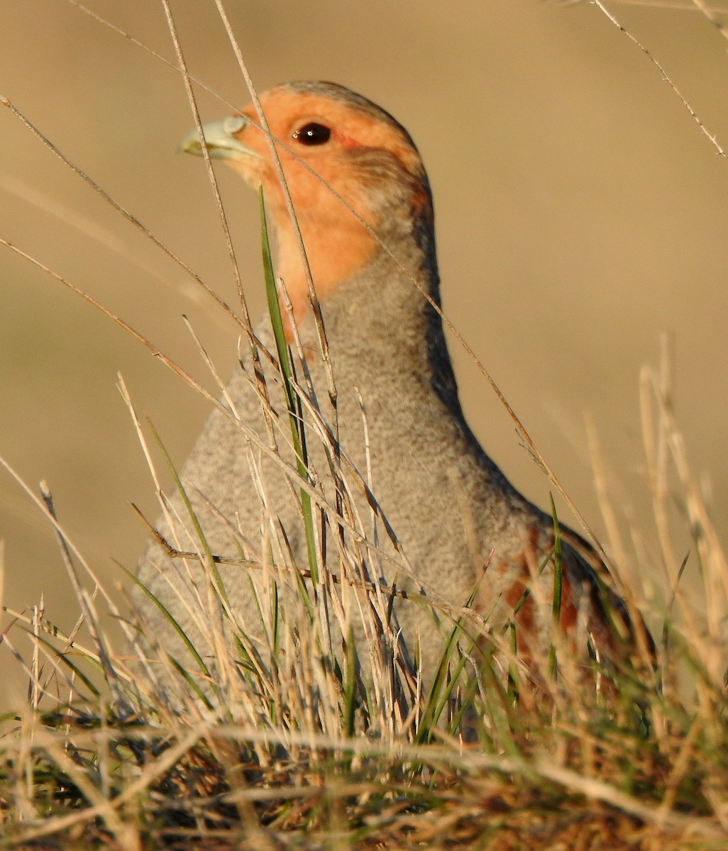 Gray Partridge - ML453108751