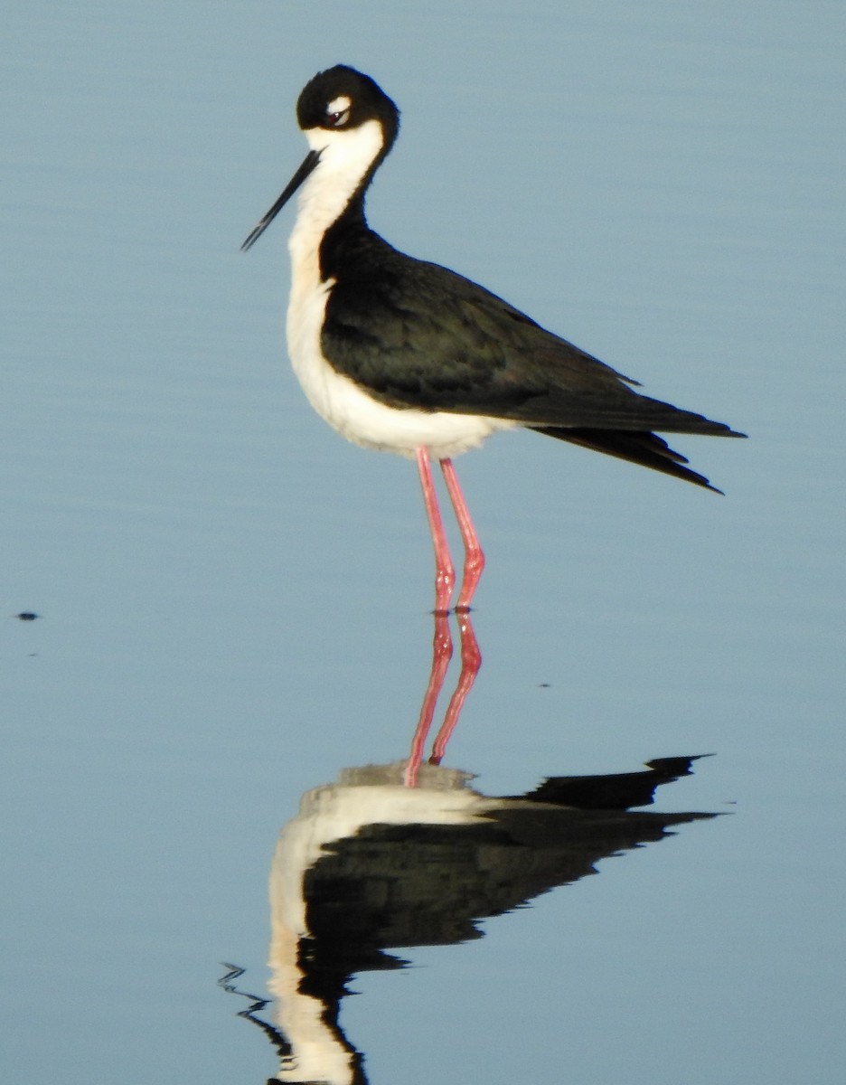 Black-necked Stilt (Black-necked) - ML453108801