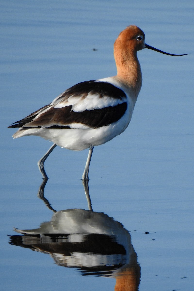 American Avocet - ML453108931