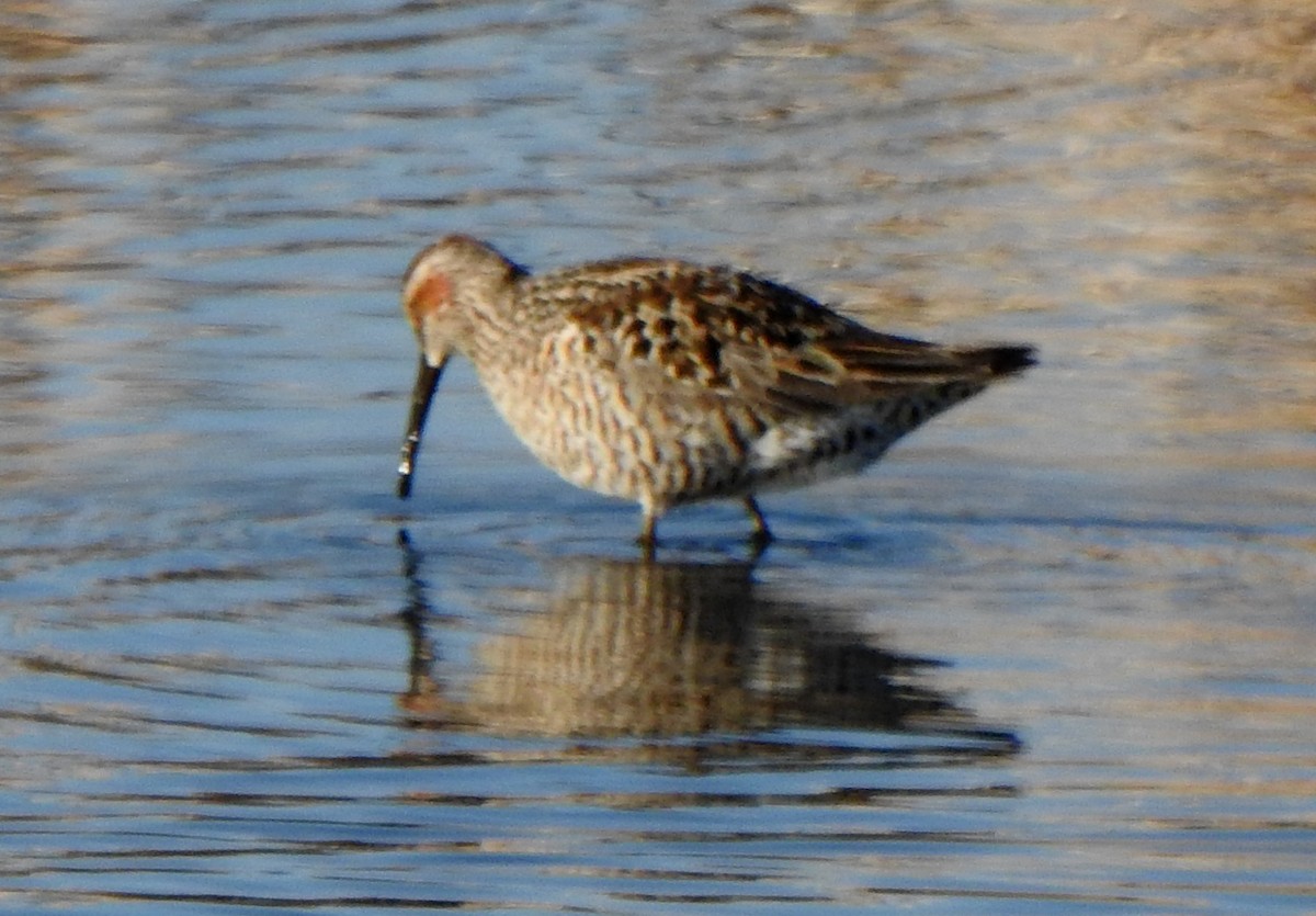 Stilt Sandpiper - ML453109001