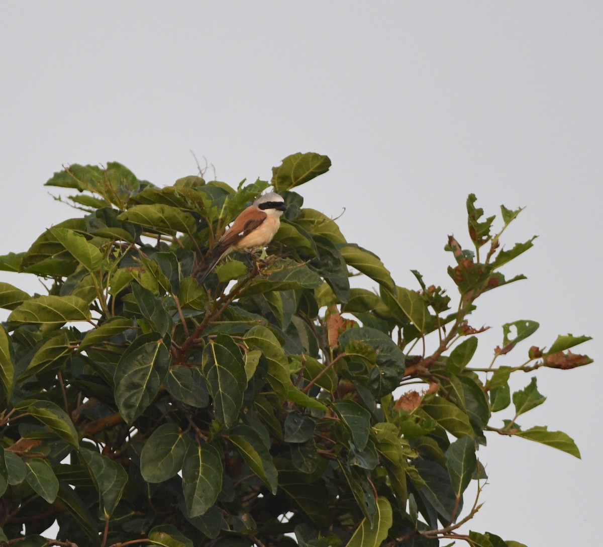 Emin's Shrike - ML453109011