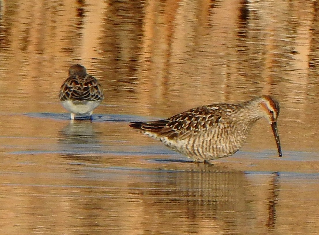 Stilt Sandpiper - ML453109211