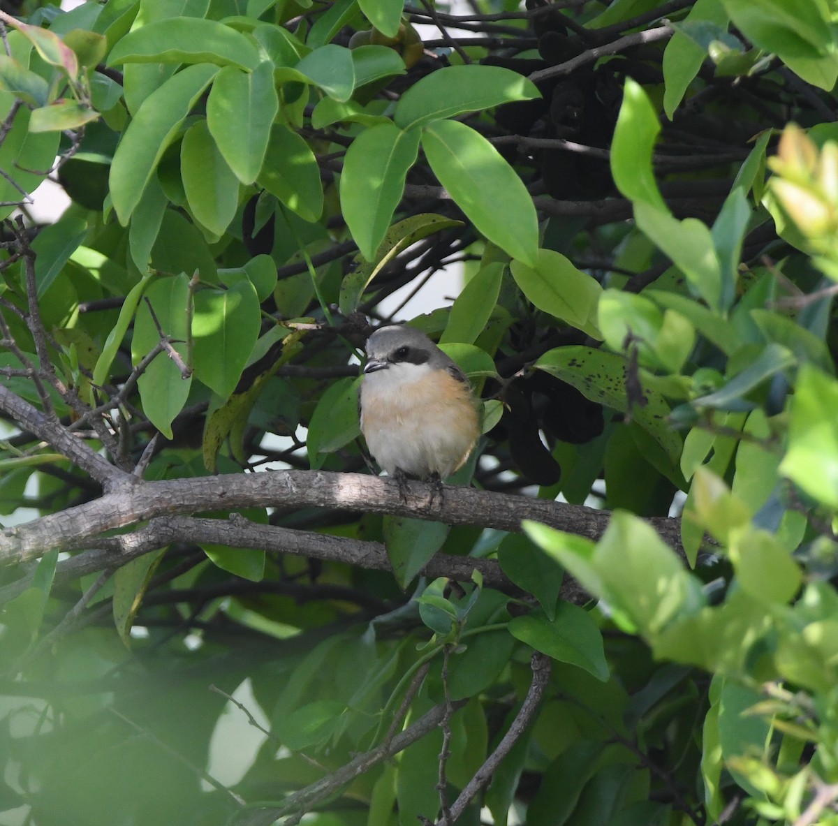 Emin's Shrike - ML453109311