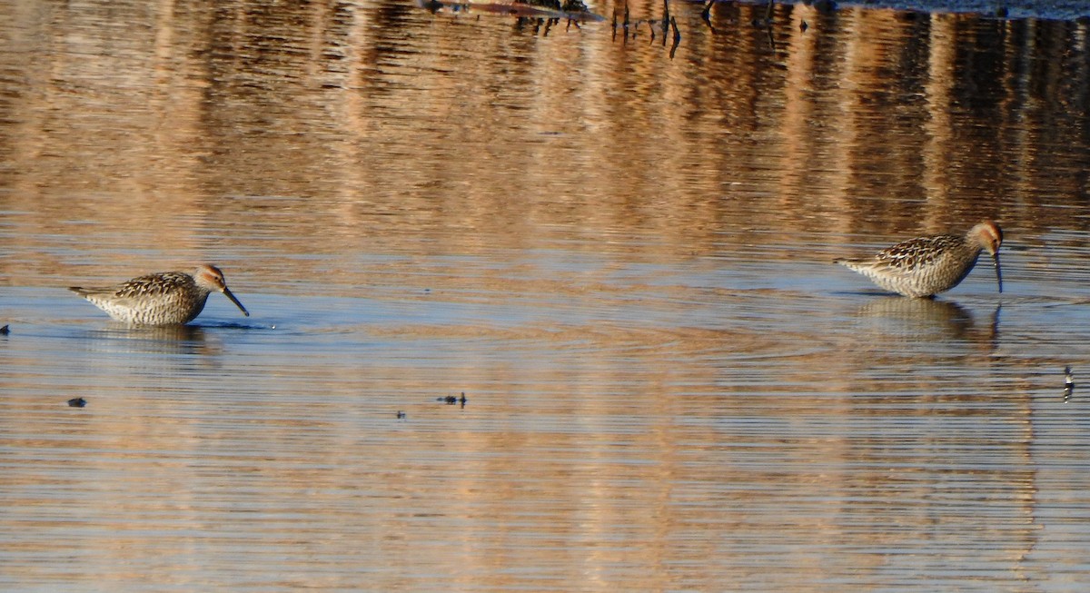 Stilt Sandpiper - ML453109431