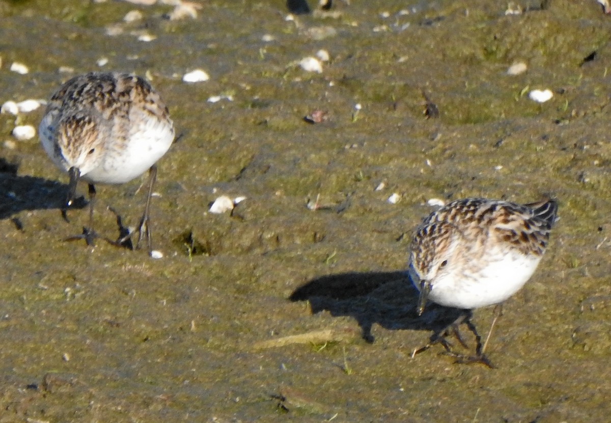 Semipalmated Sandpiper - ML453109821