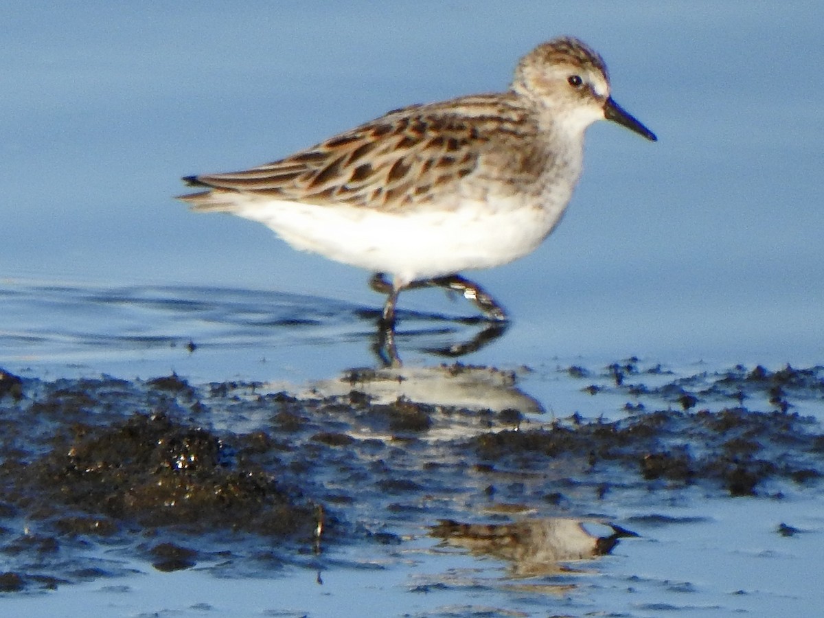 Semipalmated Sandpiper - ML453109901