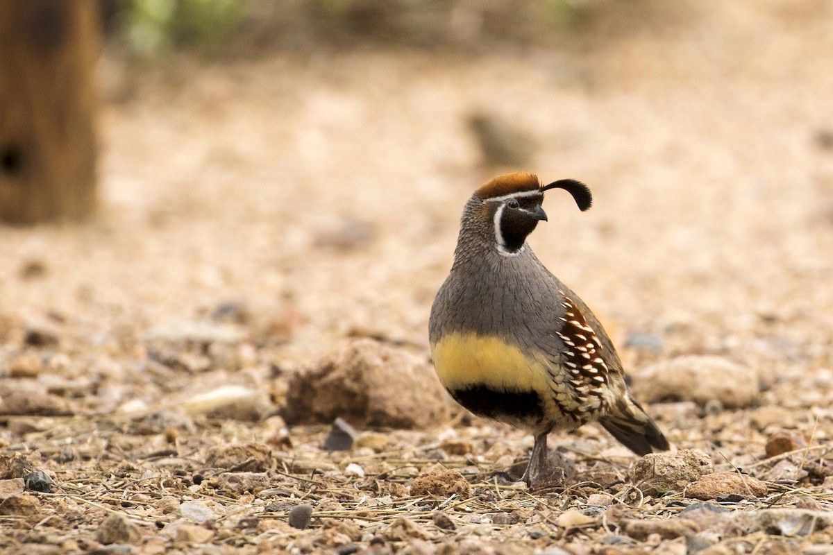 Gambel's Quail - Douglas Bruns