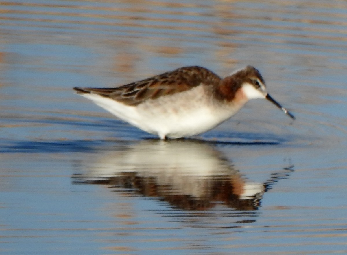 Wilson's Phalarope - ML453111701