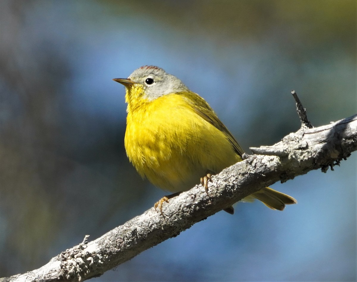 Nashville Warbler - ML453112061