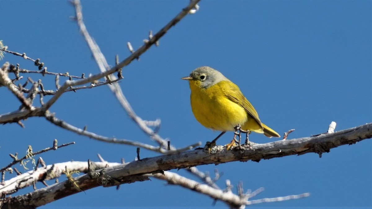 Nashville Warbler - ML453112201