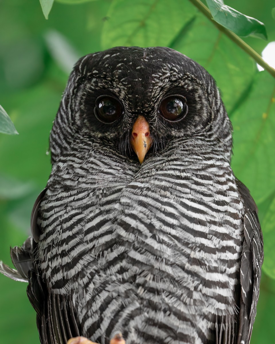 Zebra Baykuşu - ML453113141